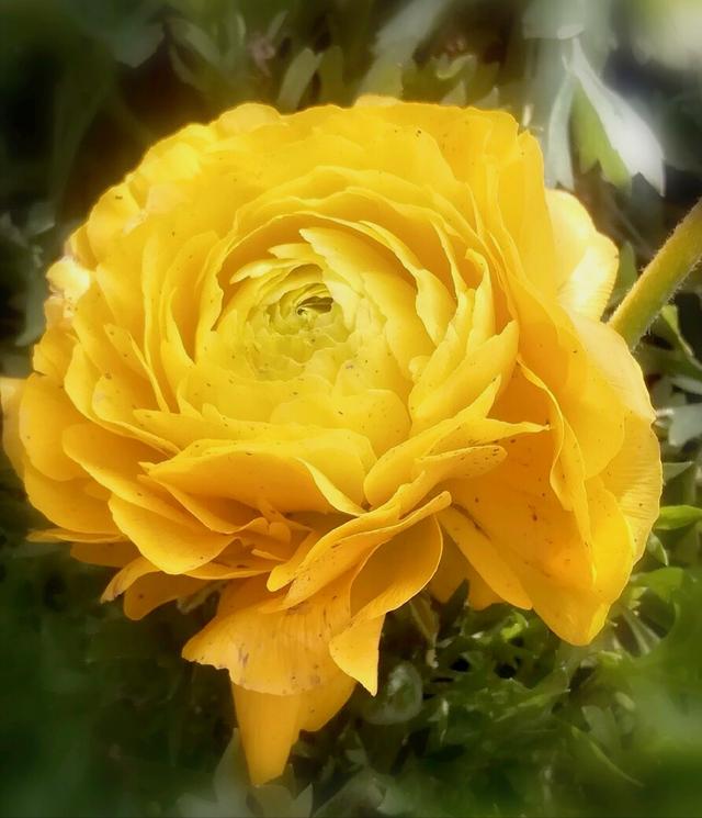 一花一草一世界，一花一草一世界 唯美句子（一花一草一世界）