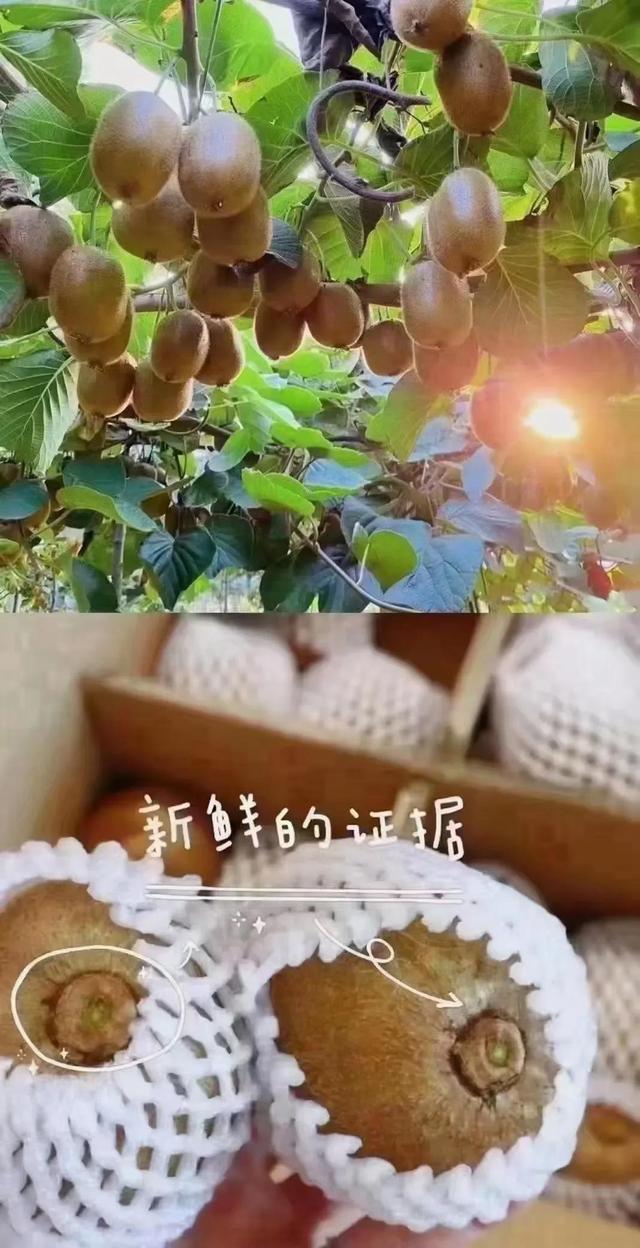 猕猴桃有哪些营养成分和功效，猕猴桃的功效和营养价值分享