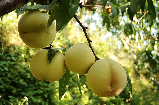 云南产什么水果，云南水果种类及名称