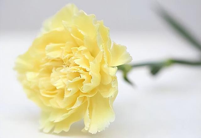 蓝色满天星图片，各种花的名称以及花语