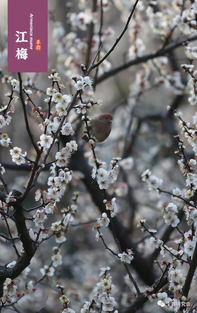什么梅花品种好，梅花哪个品种比较好看