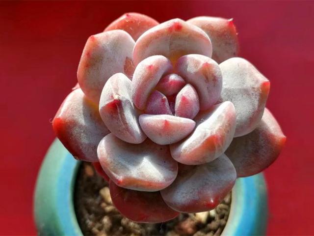 只有经历了生与死的考验，经历生死考验后