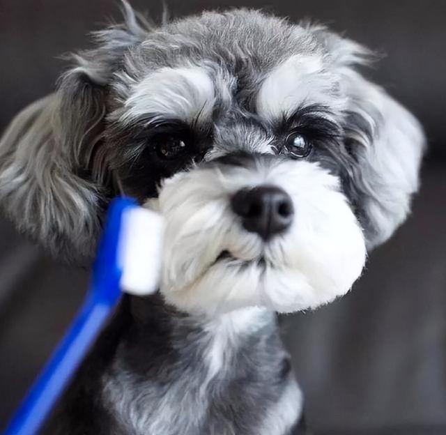 雪纳瑞怎么好养，主人做好这7点