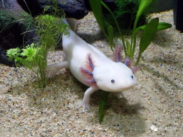 6种长相奇特的动物，千奇百怪一眼销魂