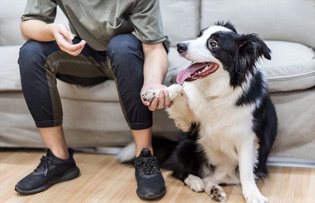 边牧犬怎么养护，“七岁智商”的边境牧羊犬