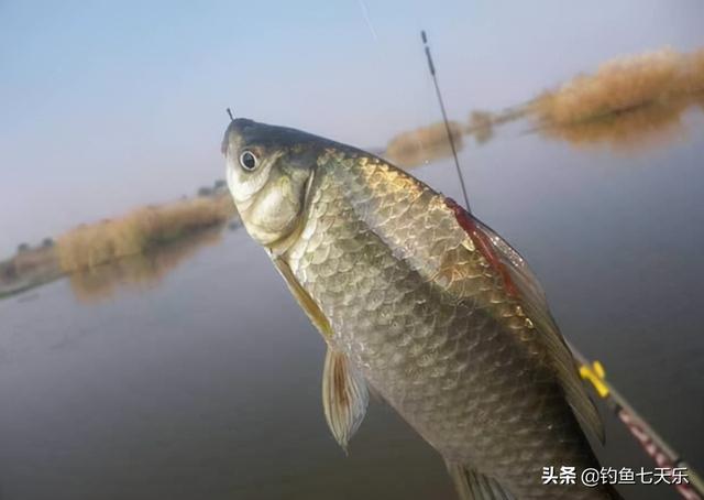 冬天野钓鲫鱼必备的四个技巧，新手冬季钓鲫鱼的最佳方法