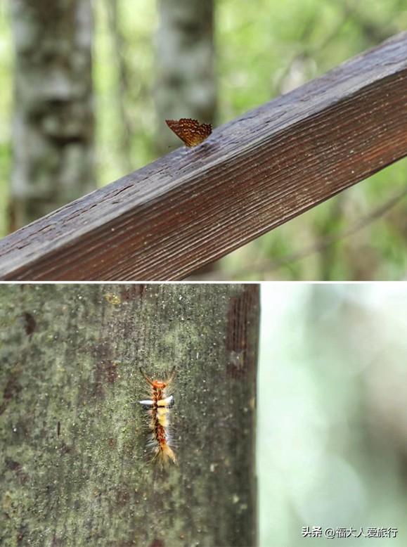 普洱到西双版纳，西双版纳普洱旅游攻略