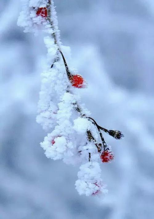 东北大白话直播间，鹤城大萧侃东北