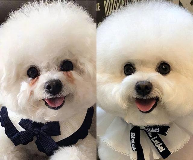 比熊和泰迪详细对比，比熊犬和泰迪犬有哪些区别