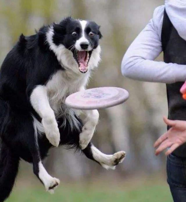 世界上最聪明的狗狗十大排名，盘点那些聪明的狗狗