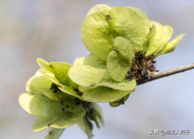 可以吃的野菜种类大全，教你认识不同的野菜和吃法