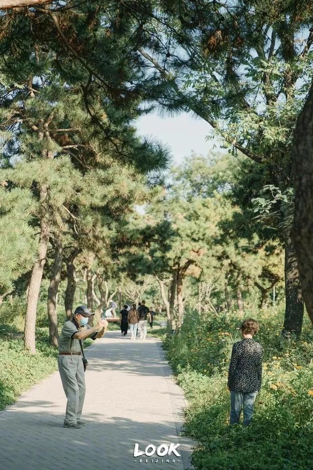 北京周末好去处市区，周末打卡好去处-白塔寺