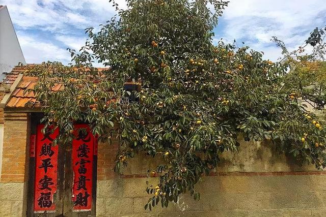 院子里种什么树好，院子里适合栽种的七种树