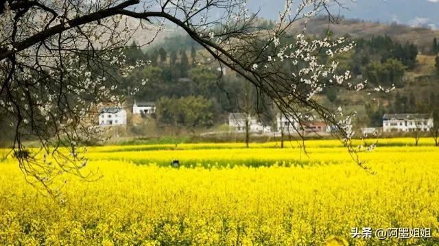 宿新市徐公店宋杨万里，宿新市徐公店古诗宋杨万里