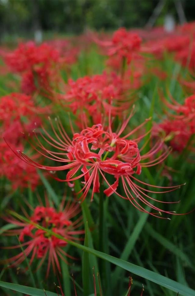 粉黛草向日葵彼岸花海...成都有多少惊喜，粉黛花海花期50天