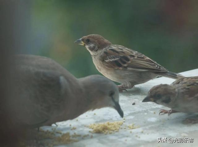 养野鸟的正确方法，强行让野鸟适应笼养环境