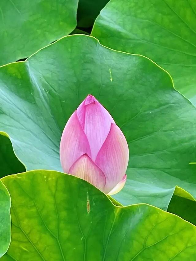 七月你好愿一切美好都如约而至，愿生命绿意盎然