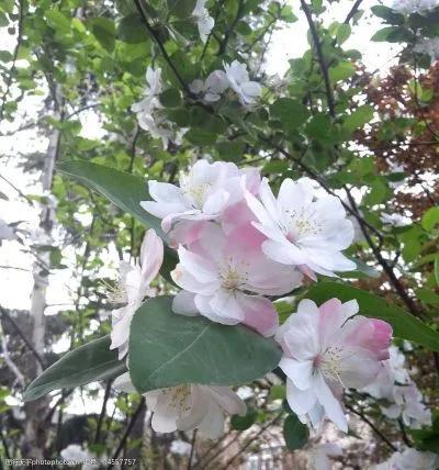 苏轼关于写海棠花的诗，苏轼海棠五首赏析