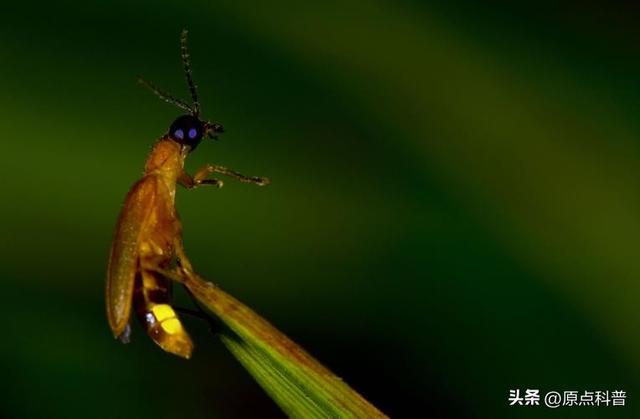 盘点童年玩过的十种昆虫，童年玩过的10种昆虫