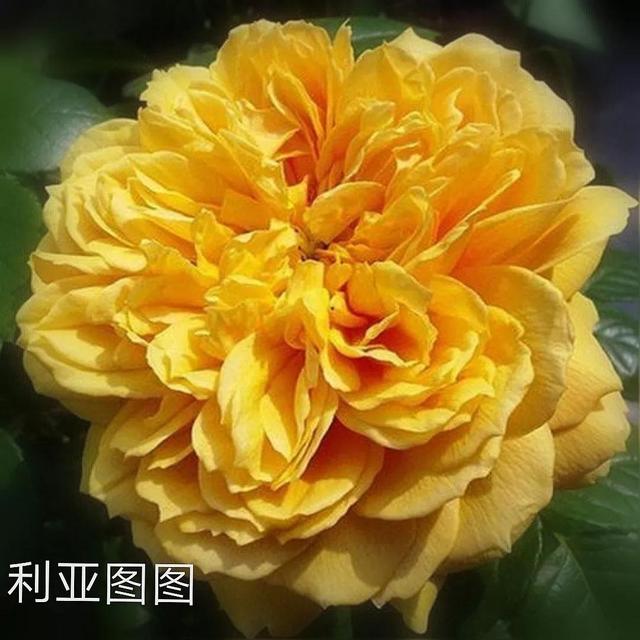 切花月季哪几个品种比较好，常见切花月季一览