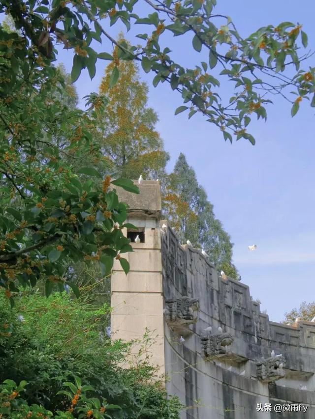 南京初秋7个赏桂花打卡地，南京赏桂花