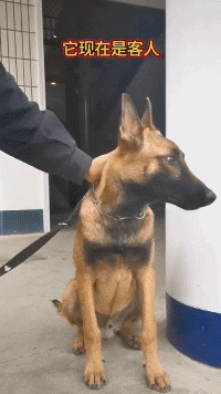 养马犬的十大坏处，养马犬的十大优缺点（为什么大家都不太敢养“马犬”）