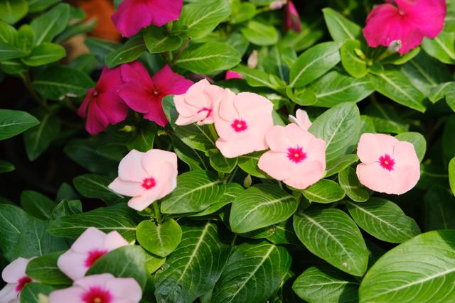 什么花四季都开，一年四季开花不断的花（5种漂亮的花）