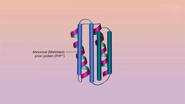 致死率达100烹煮都杀不死的朊病毒，朊病毒到底是什么病毒