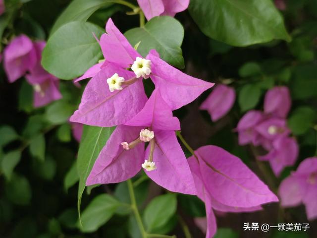 三角梅的含义与花语，最美三角梅广东叫