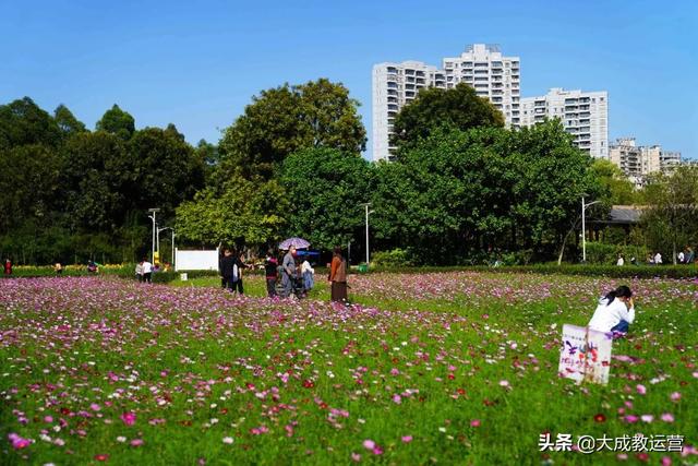 江南公园黄花风铃木陆续绽放，品悟江南 ， 醉看江南风铃美