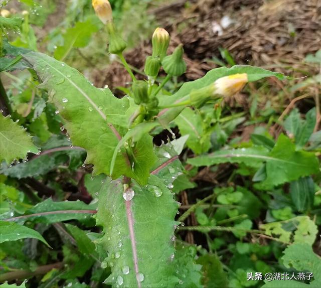 可以吃的野菜种类大全，教你认识不同的野菜和吃法