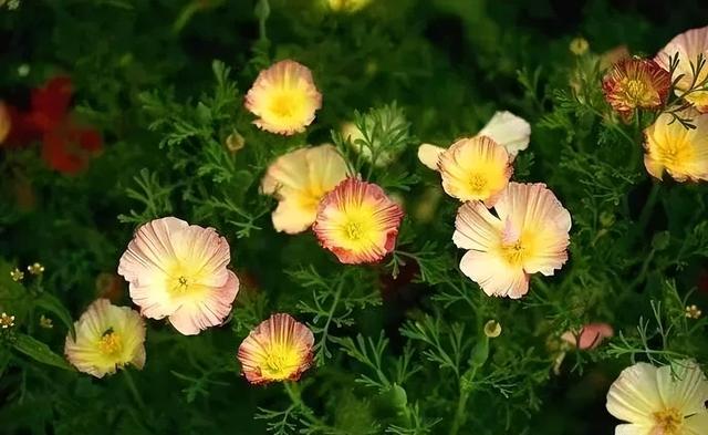 樱花草的恋爱，花菱草这个春天