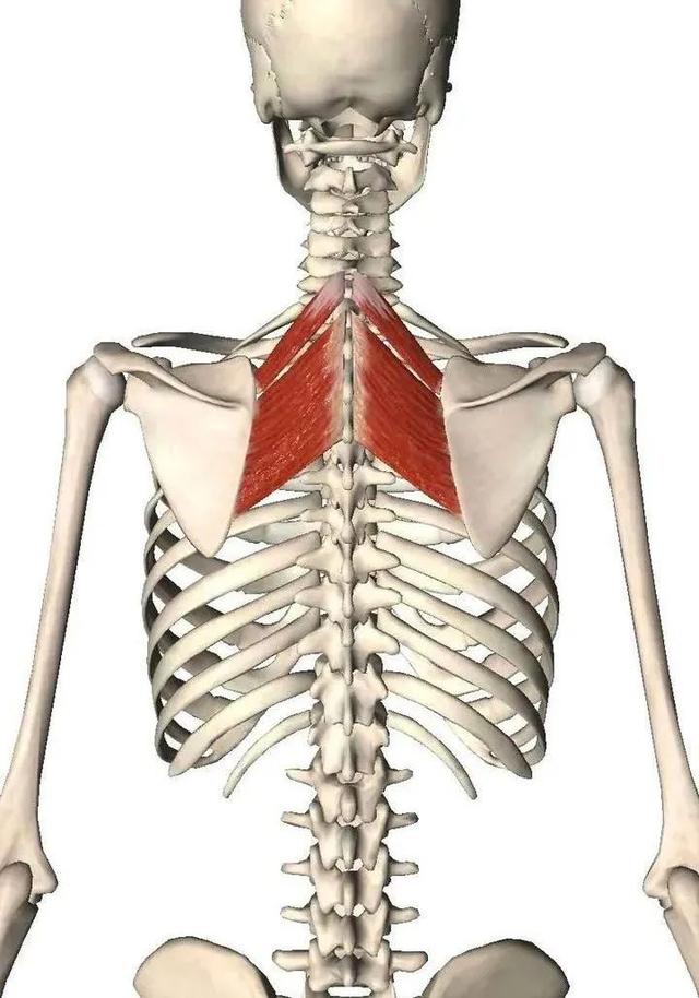 怎么练下背肌群，4招下背核心训练