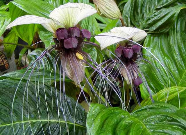 奇花异草160种，25种奇花异草第1集