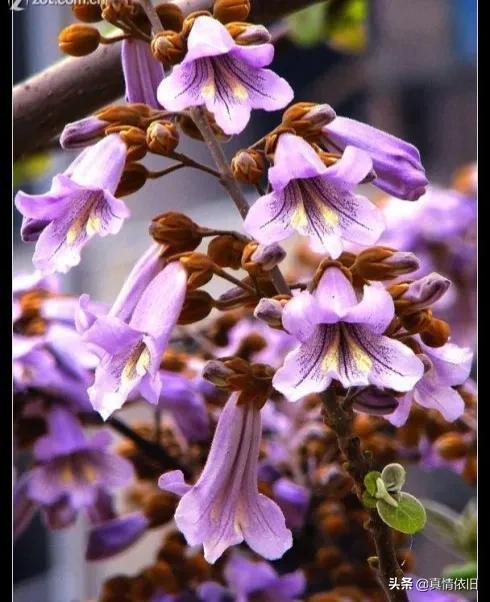 梧桐花开梧桐雨，梧桐花开烂漫时