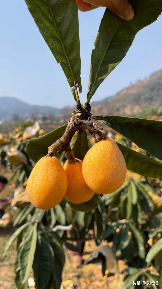 同样是大五星枇杷，四川米易枇杷几月成熟