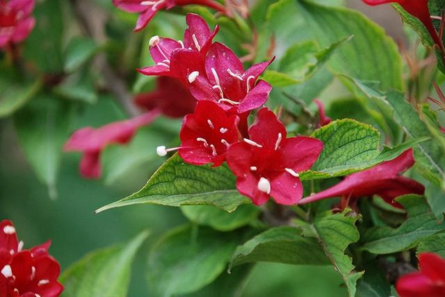 花卉图片及名称大全，常见绿植花卉及名称大全（100种常见花图鉴）