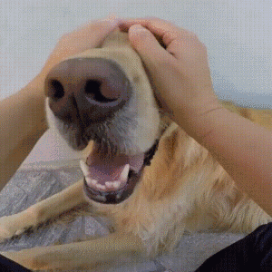 抚摸狗狗哪个部位会让它高兴，狗狗身上这几个地方