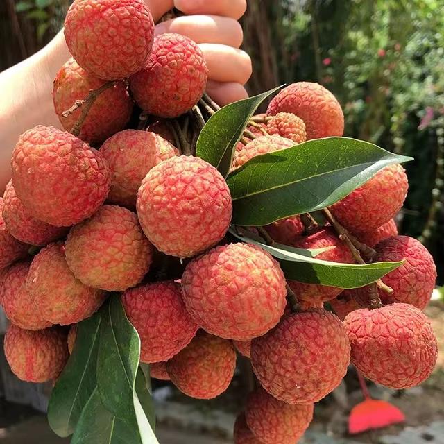 广东灵山荔枝采摘，灵山荔枝已成熟