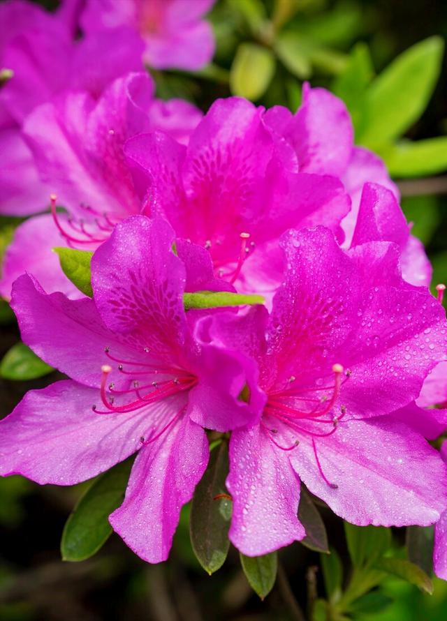 花开有期只为在最美时光里遇见你，一花一深情花如人生