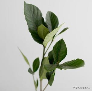 插花怎么弄出漂亮花束，掌握这“三个”原则