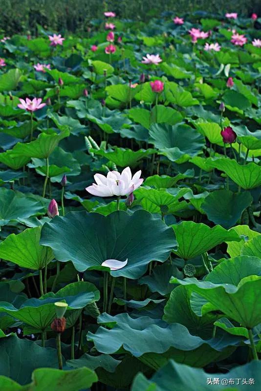 荷花诗词诗句，咏荷花诗词十四首