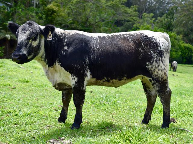 世界上所有牛的品种识别，一种英国杂交牛
