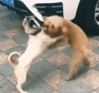 比熊和泰迪详细对比，比熊犬和泰迪犬有哪些区别