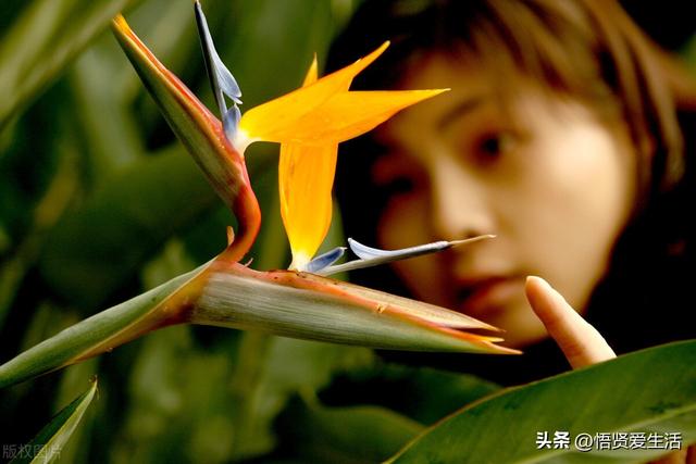 客厅盆景树种前十名，栽客厅里的吉祥富贵树（适合客厅养的9种树）