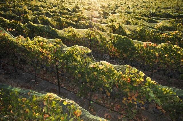 农村最常见虫子的叫声，乡村夜晚农田里