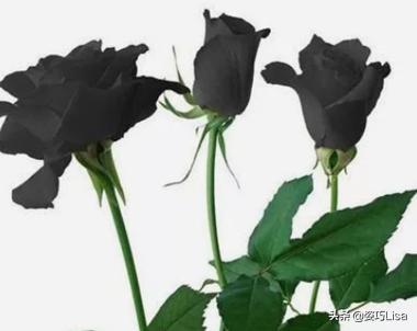 插花怎么弄出漂亮花束，掌握这“三个”原则