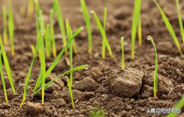 小麦的种植时间是什么时候呢，小麦播种即将开始