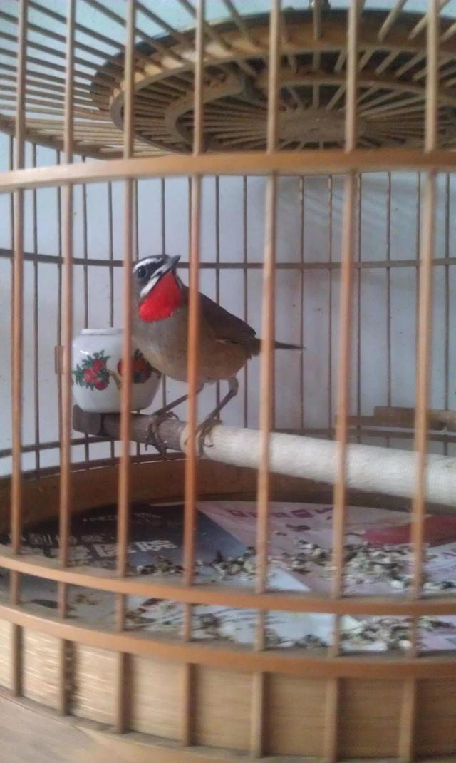 靛颏鸟雅称，歌鸟靛颏鸟