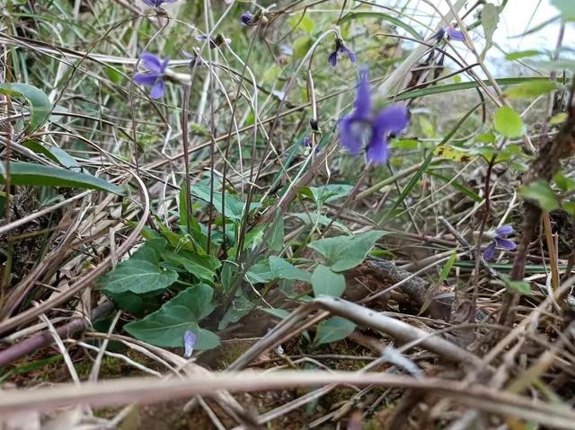 农村地里的止咳野草，农村这种“咳嗽草”也火了